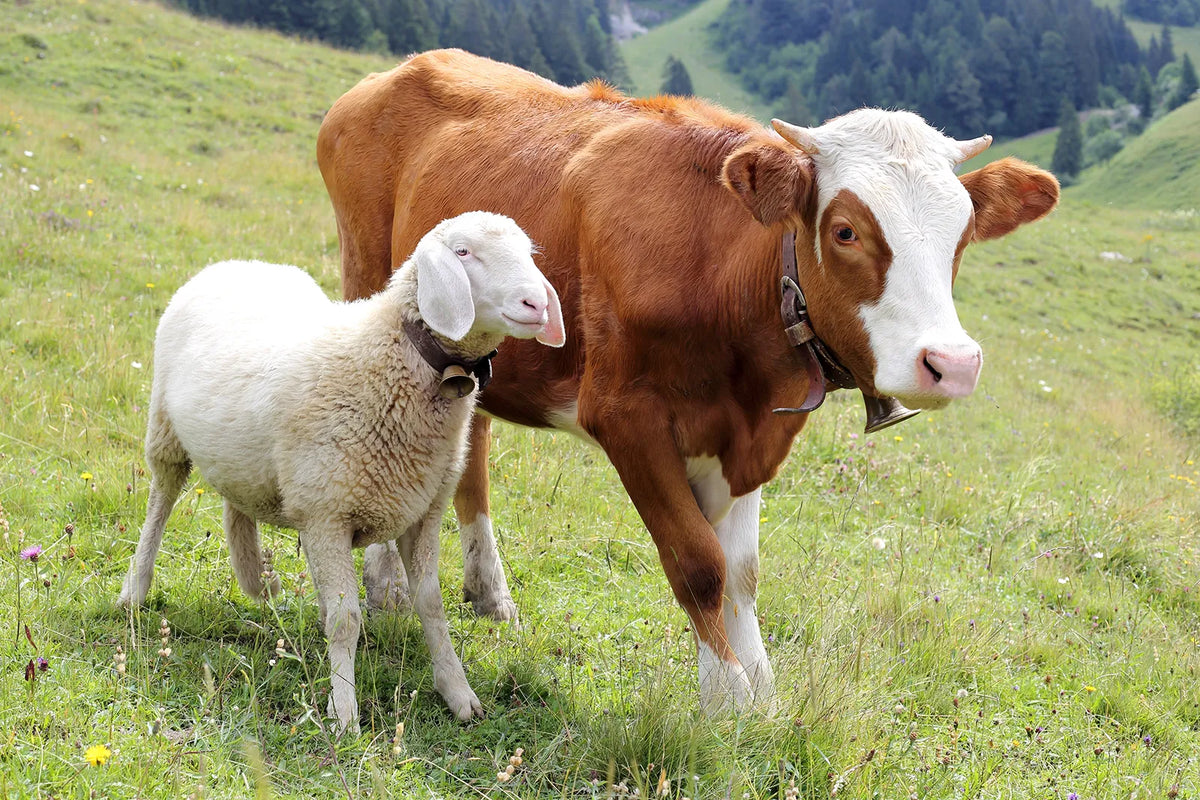 Rind, Kalb, Lamm: Unterschiede in Geschmack und Verwendung